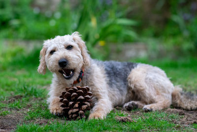 Portrait of dog relaxing on field