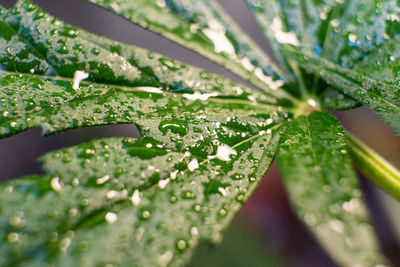 Close-up of wet plant leaves during rainy season