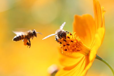 Close-up of bee pollinating on flower