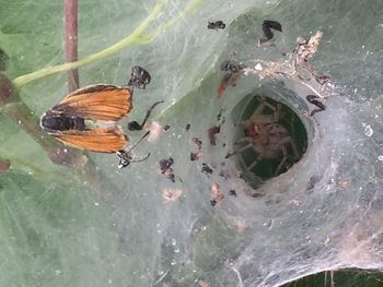 High angle view of insect in lake