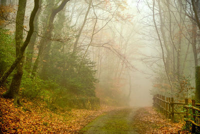 Road amidst trees in forest during autumn