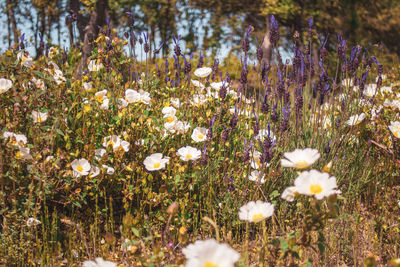 Close-up of white flowering plants on field