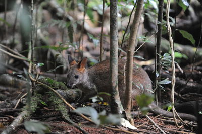 Squirrel in a forest