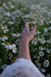 Hand in a daisy blouse strokes daisies