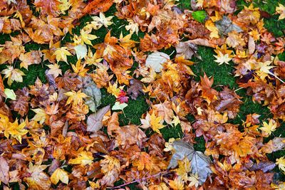 Close-up of maple leaves fallen on tree during autumn