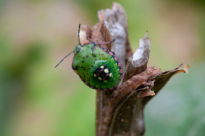 Close-up of green bedbug