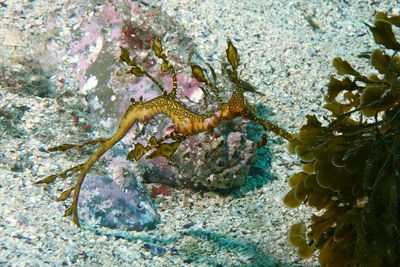 Close-up of dead fish in sea