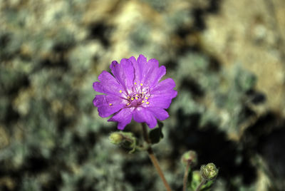 Close-up of purple flower blooming outdoors