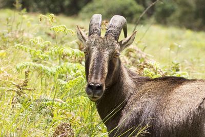 Portrait of ram on field