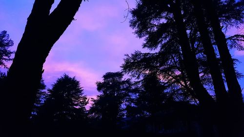 Low angle view of silhouette trees against sky at night