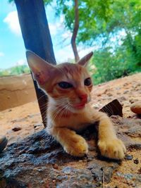 Close-up of kitten on tree