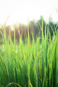 Close-up of grass on field against sky