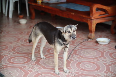 Dog looking away while standing on floor at home