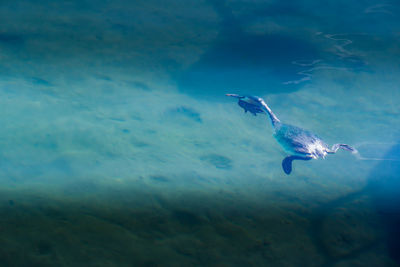 View of fish swimming in sea