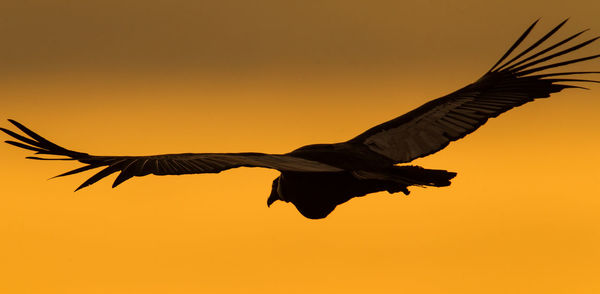 Silhouette bird flying against orange sky