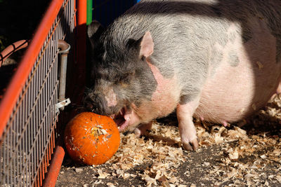 Pregnant pig playing with a pumpkin in the pen