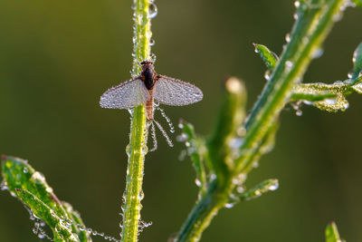 Imago of ephemeroptera mayfly sits on grass with dew drops on wings