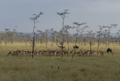 Tree grazing on grassy field