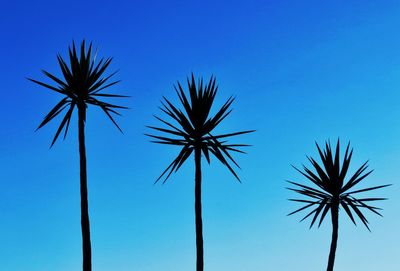 Low angle view of palm trees against clear blue sky