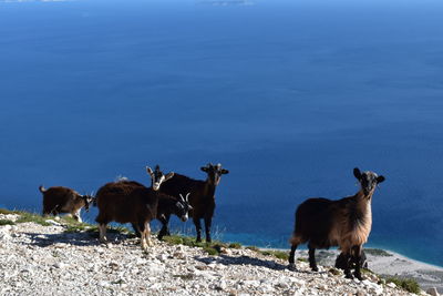 High angle view of a herd of goats