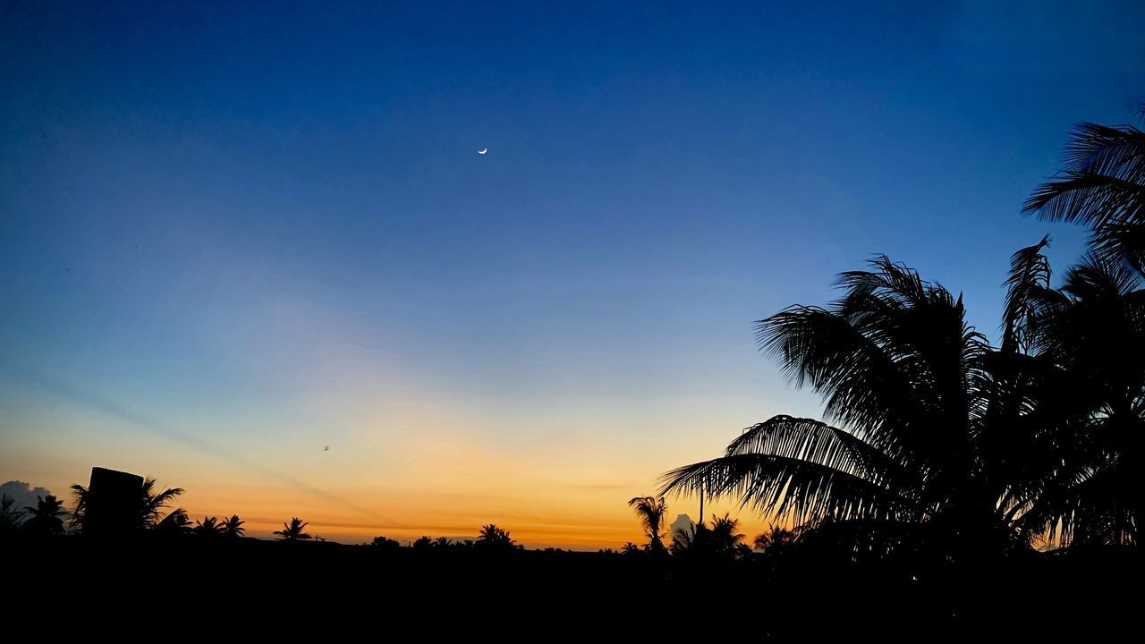 SILHOUETTE PALM TREES AGAINST SKY AT SUNSET