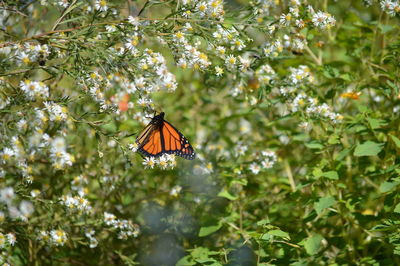 Close-up of butterfly pollinating on flower