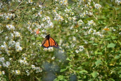 Butterfly on flowers blooming outdoors