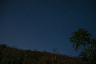 Low angle view of trees against sky at night