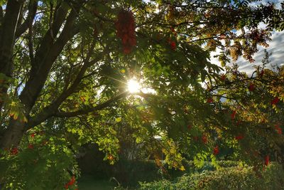 Low angle view of trees