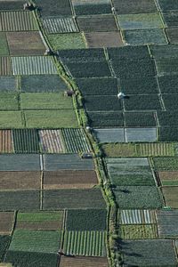 High angle view of agricultural field