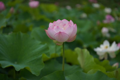 Close-up of pink water lily