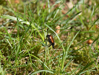 Close-up of insect on grass