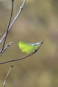 Close-up of raindrops on twig
