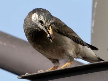 bird