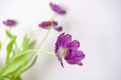 Close-up of pink flower against white background