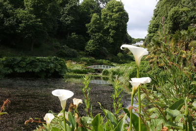 White flowering plants by lake