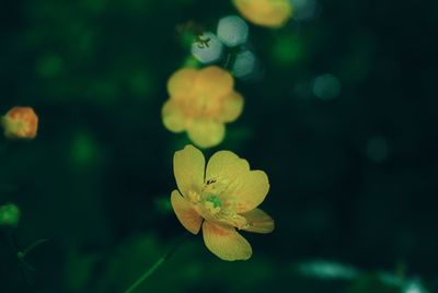 Close-up of yellow flowering plant