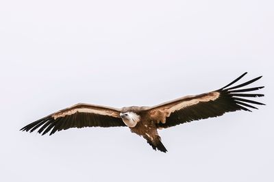 Low angle view of eagle flying against clear sky