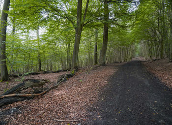 Trees growing in forest