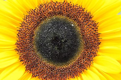 Close-up of sunflower