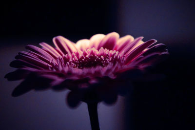 Close-up of pink flower blooming against black background