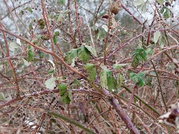 Close-up of twigs