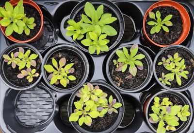 Fresh green seedlings growing in pots. garedning concept.