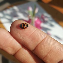 Cropped hand holding ladybug
