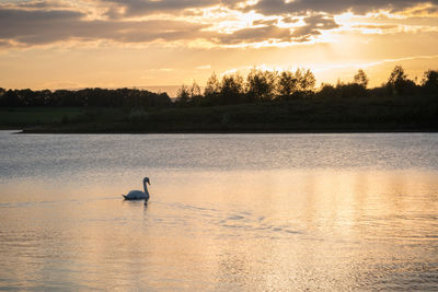 Swan swimming on lake against sky during sunset