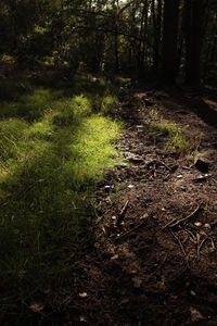 View of trees in forest