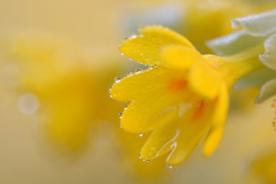 Close-up of fresh wet yellow flower