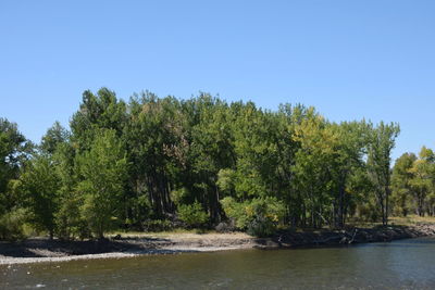 Scenic view of river amidst trees against clear sky