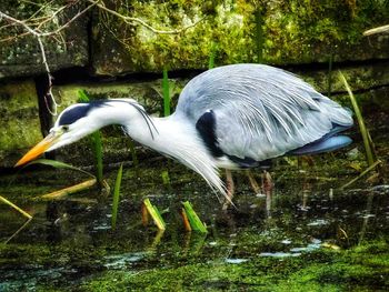 Close-up of bird in grass