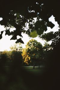 Silhouette trees on field against sky